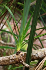 Pandanus furcatus