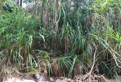 Pandanus furcatus