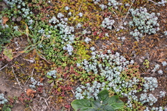 Sedum pedicellatum