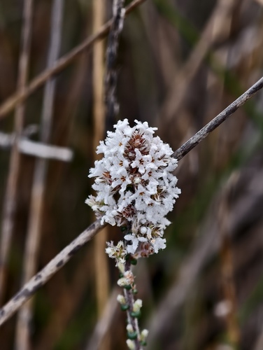Leucopogon gibbosus, 2026-07-05