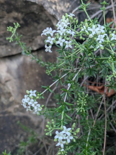 Wright's beebrush