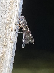 Pelecinobaccha costata