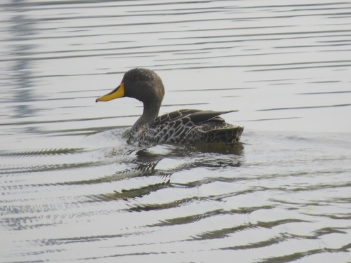 iNaturalist image