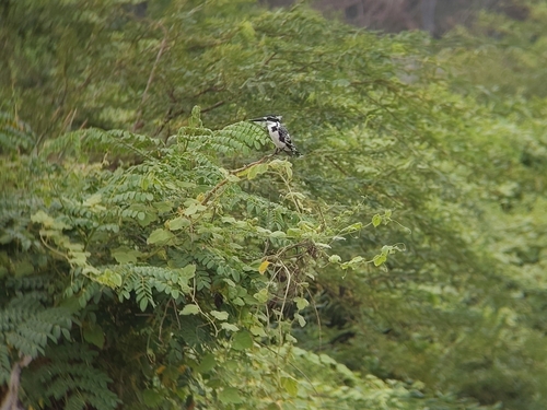 iNaturalist image