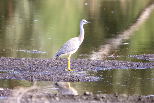 White-faced Heron