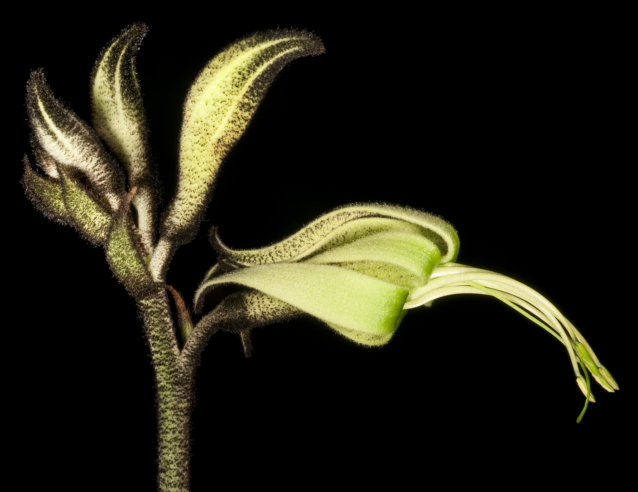 Macropidia