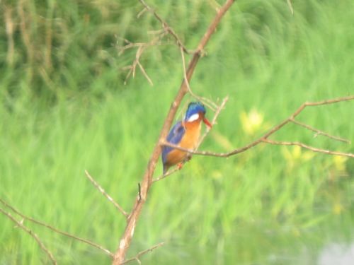 iNaturalist image