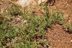Thymus callieri