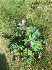 Aquilegia vulgaris