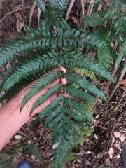 Lastreopsis marginans