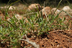 Thymus callieri