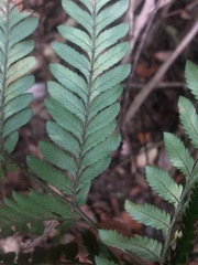 Lastreopsis marginans