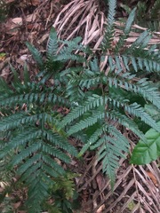 Lastreopsis marginans