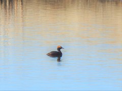 Podiceps auritus cornutus