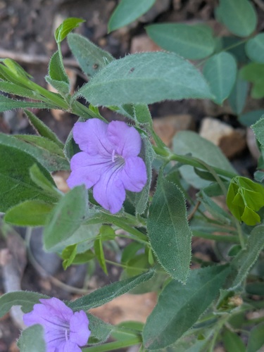 Parry's Ruellia