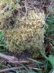 Eurhynchium