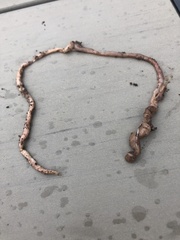 Aporrectodea caliginosa