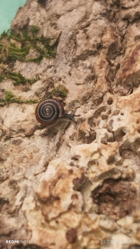 Quick Gloss Snail