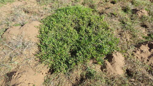 Carpobrotus muirii, photograph 1