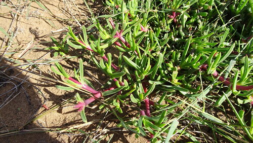 Carpobrotus muirii