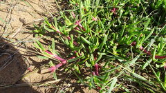 Carpobrotus muirii