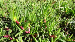 Carpobrotus muirii, photograph (c) Paul Emms, some rights reserved (CC BY-SA)