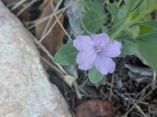 Parry's Ruellia