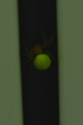 Cucumber Spiders