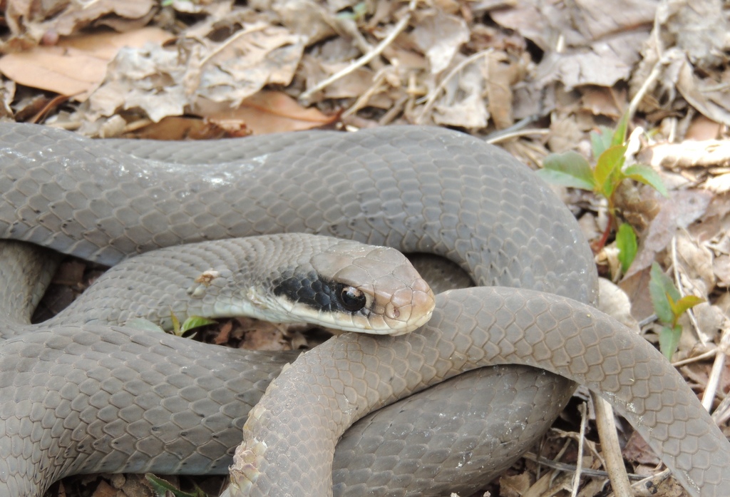 Blue Racer (Reptiles of Ohio) · iNaturalist