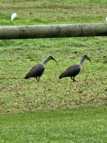 iNaturalist: (c) Natalie Turner, some rights reserved (CC BY-NC), uploaded by Natalie Turner iNaturalist image