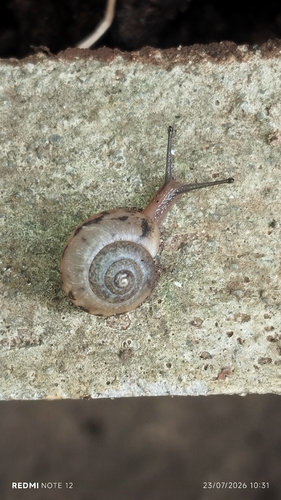 Asian Tramp Snail