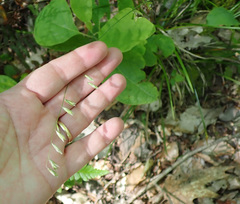 Melica mutica