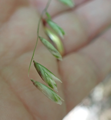 Melica mutica