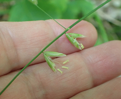 Melica mutica