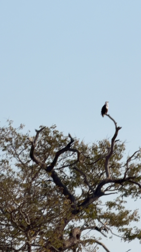 iNaturalist image