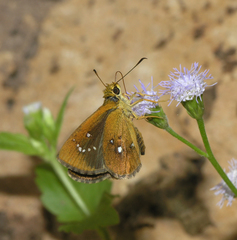 Iambrix salsala salsala