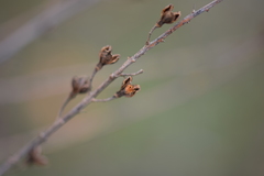 Asphodelus serotinus