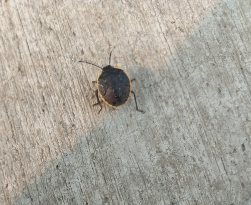 Conchuela Bug