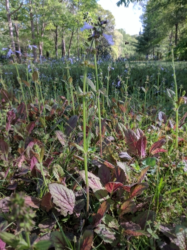 Salvia lyrata