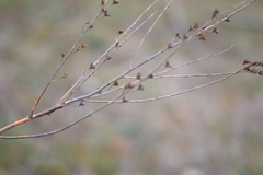 Asphodelus serotinus