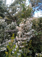 Erica arborea