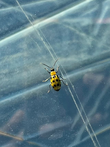 Spotted Cucumber Beetle