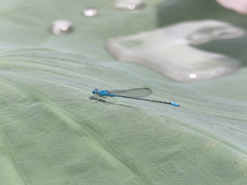 Pseudagrion siamense