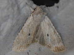 Lithophane patefacta