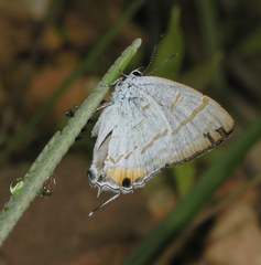 Hypolycaena thecloides