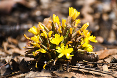 Launaea nana