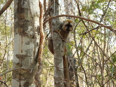 Eulemur rufifrons