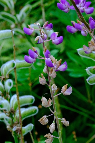 Large-leaved lupine