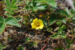 Potentilla stolonifera