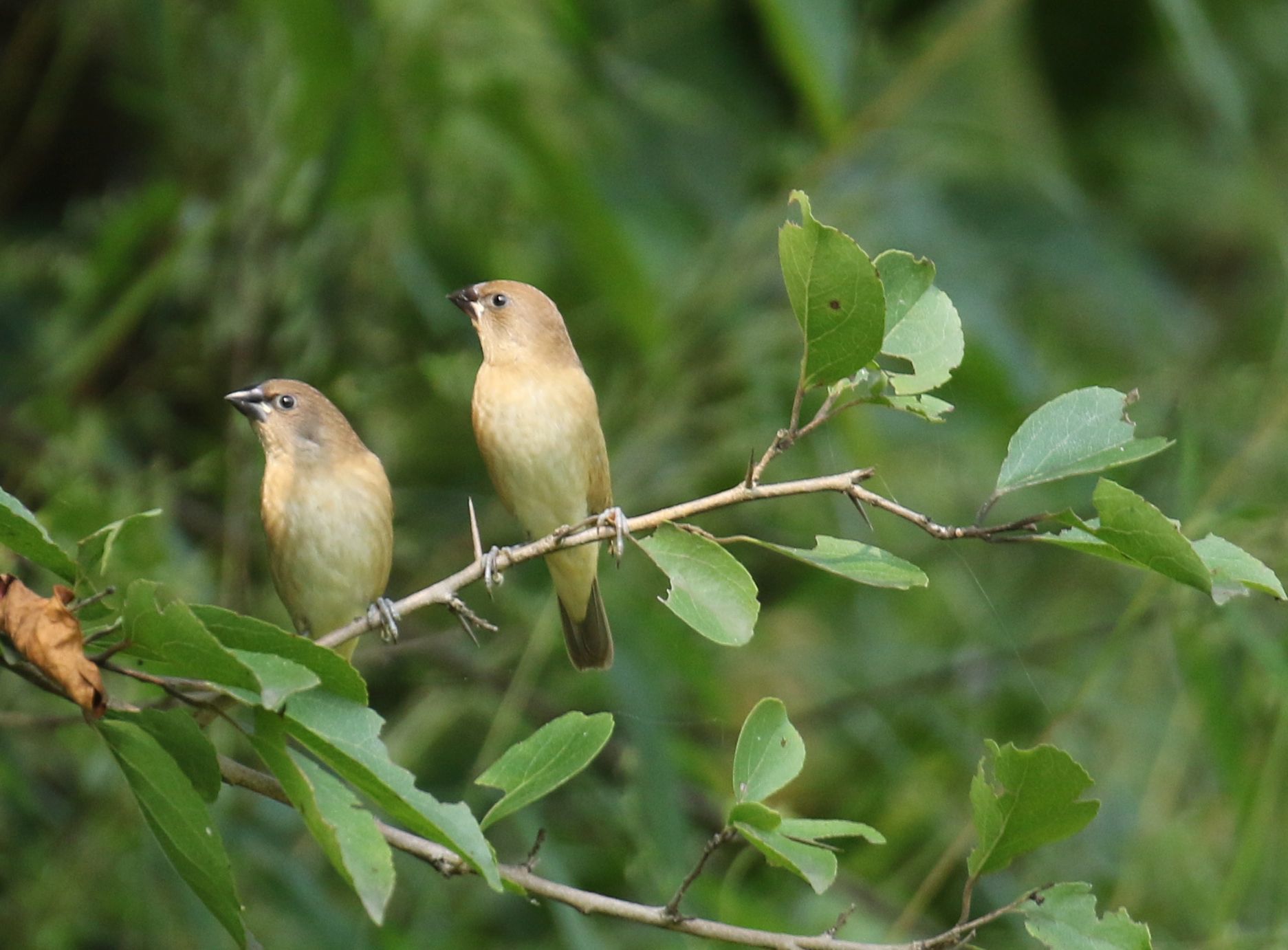 Indian Silverbill